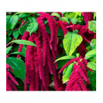 Амарант Малиновые бусы Амарант Малиновые бусы