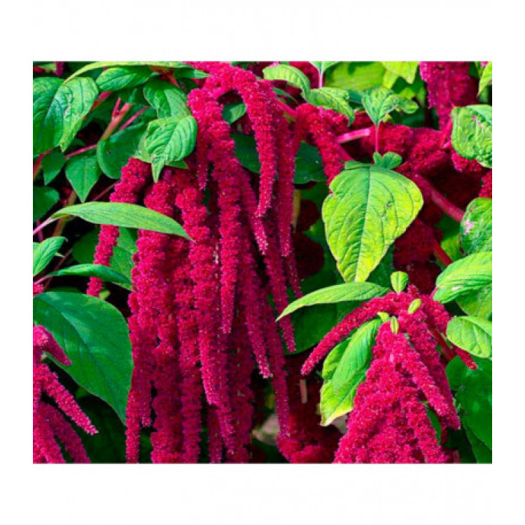 Амарант Малиновые бусы Амарант Малиновые бусы