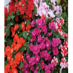 Бальзамин Уоллера Острова F1 Бальзамин Уоллера Острова F1