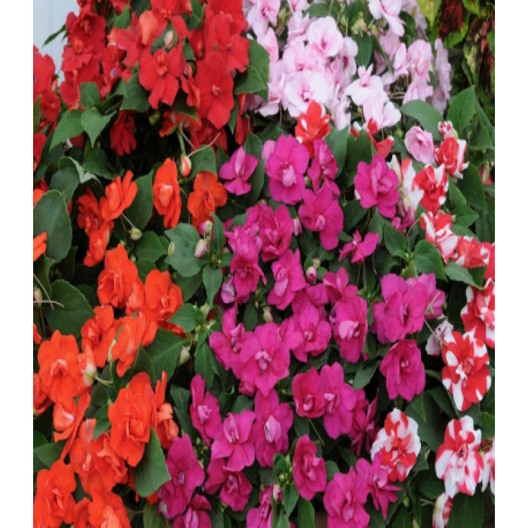 Бальзамин Уоллера Острова F1 Бальзамин Уоллера Острова F1