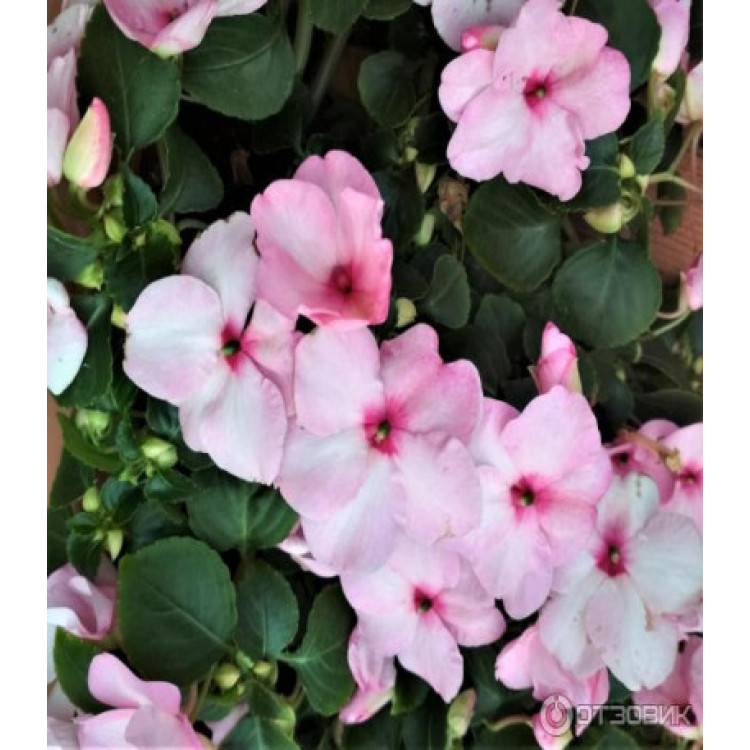 Бальзамин Венский Вальс смесь окрасок F1 Бальзамин Венский Вальс смесь окрасок F1