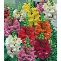 Львиный зев Карликовый смесь