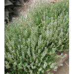 Тимьян Лимончелло (чабрец) Тимьян Лимончелло (чабрец)