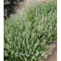 Тимьян Лимончелло (чабрец)