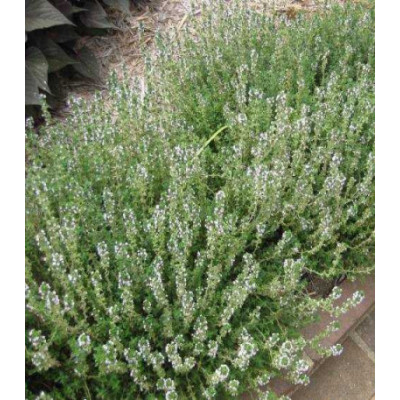 Тимьян Лимончелло (чабрец)