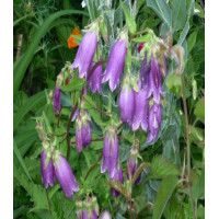 Колокольчик Дионис