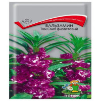 Бальзамин Том Самб фиолетовый