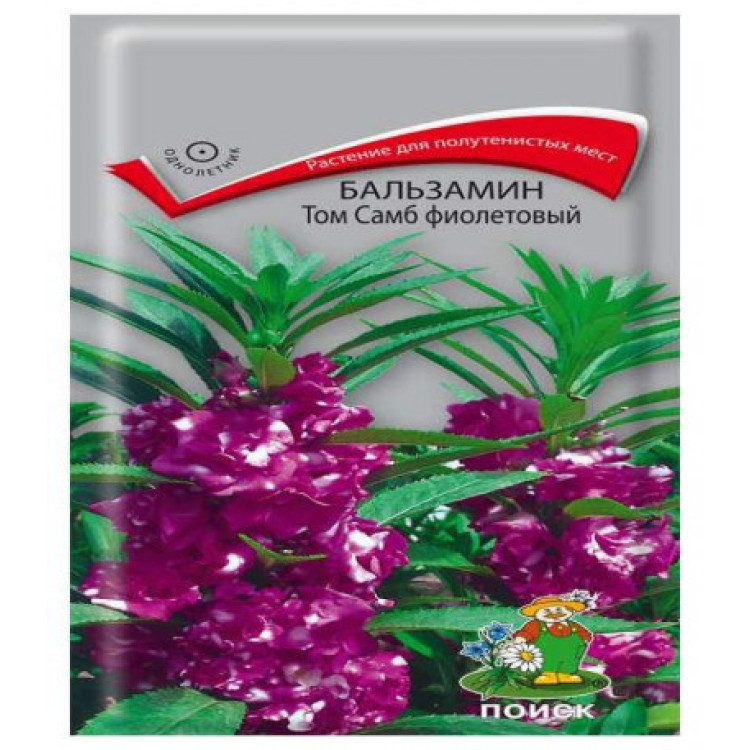 Бальзамин Том Самб фиолетовый Бальзамин Том Самб фиолетовый