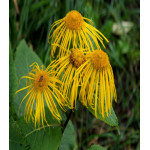 Девясил Девять сил Девясил Девять сил