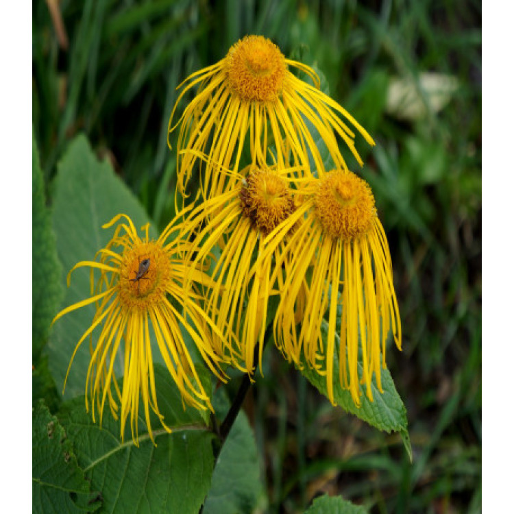Девясил Девять сил Девясил Девять сил