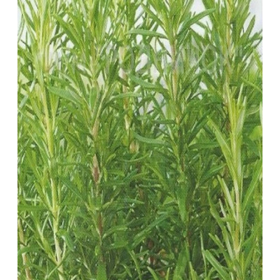 Розмарин Вишняковский семко лекарственный