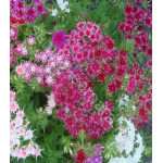 Флокс Мерцающая звезда Флокс Мерцающая звезда