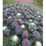 Капуста декоративная Русский круг Капуста декоративная Русский круг