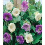 Кобея Лазающая Смесь окрасок Кобея Лазающая Смесь окрасок