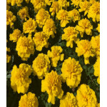 Бархатцы Брокада желтая отклоненные Бархатцы Брокада желтая отклоненные