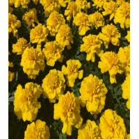 Бархатцы Брокада желтая отклоненные