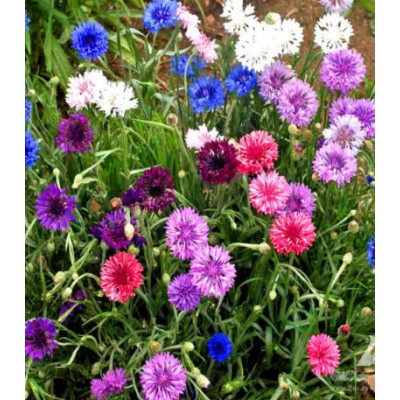 Василек Бордюрный