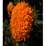 Бархатцы Оранжевый снег Бархатцы Оранжевый снег