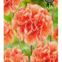 Пеларгония Рафаэлла персиковая зональная F1