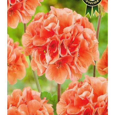 Пеларгония Рафаэлла персиковая зональная F1