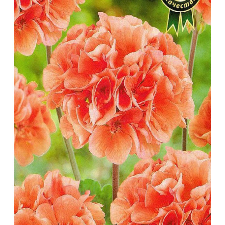 Пеларгония Рафаэлла персиковая зональная F1 Пеларгония Рафаэлла персиковая зональная F1