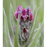 Чернокорень Лекарственный