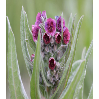 Чернокорень Лекарственный