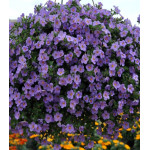 Бакопа Василиса Бакопа Василиса