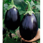 Баклажан Черный красавец Баклажан Черный красавец