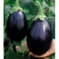 Баклажан Черный красавец