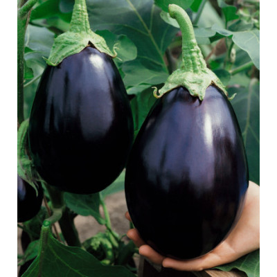 Баклажан Черный красавец