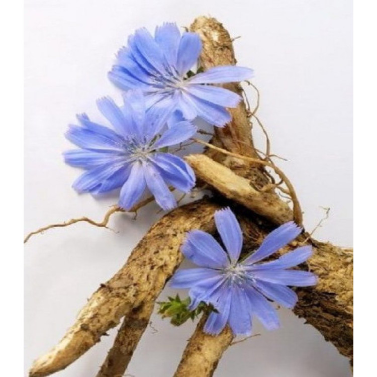 Цикорий Знахарь лекарственный Цикорий Знахарь лекарственный