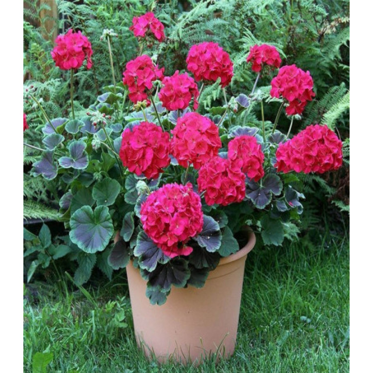 Пеларгония Буллз Ай F1 Черри Пеларгония Буллз Ай F1 Черри