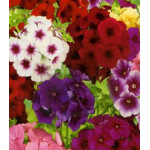 Флокс Искусство теней смесь окрасок Флокс Искусство теней смесь окрасок