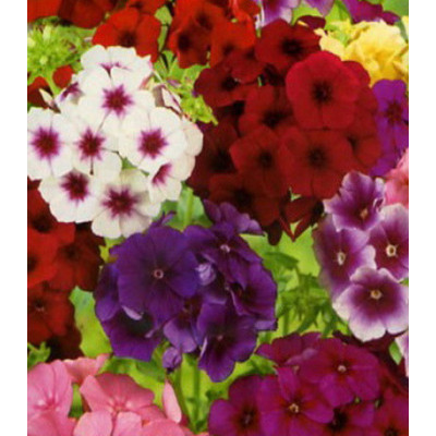 Флокс Искусство теней смесь окрасок