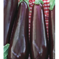 Баклажан Универсал 6