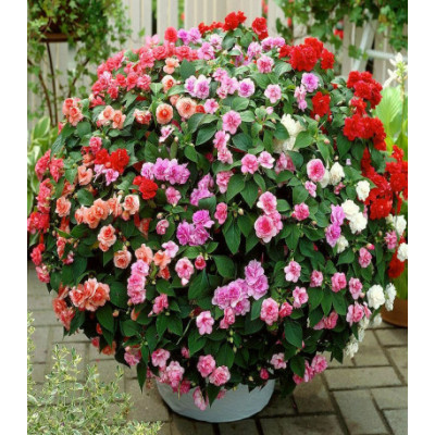 Бальзамин Экзотик карликовый