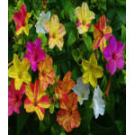 Мирабилис Серенада Мирабилис Серенада