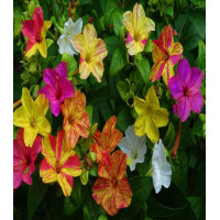 Мирабилис Серенада