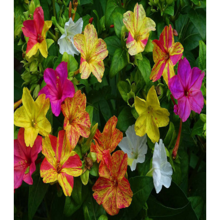 Мирабилис Серенада Мирабилис Серенада