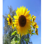 Подсолнечн��к Лето Подсолнечн��к Лето