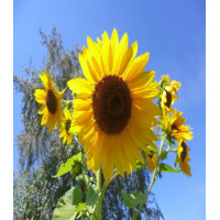 Подсолнечн��к Лето