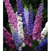 Дельфиниум Дефиле