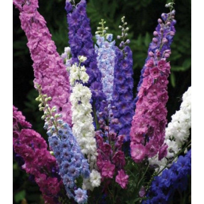 Дельфиниум Дефиле