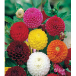 Георгина Яркие помпоны Георгина Яркие помпоны