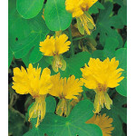 Настурция иноземная Канарейка Настурция иноземная Канарейка