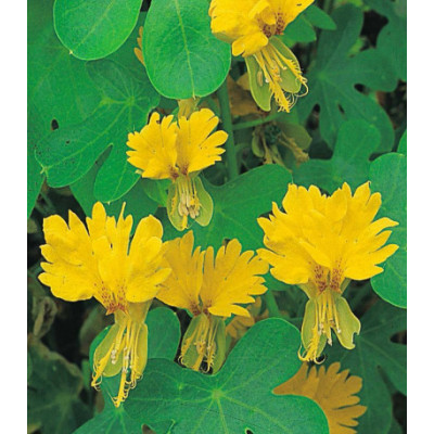 Настурция иноземная Канарейка