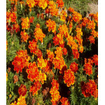 Бархатцы Русти Ред отклоненные Бархатцы Русти Ред отклоненные