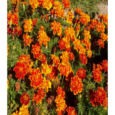 Бархатцы Русти Ред отклоненные