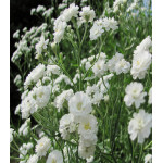 Гипсофила метельчатая махровая белая Гипсофила метельчатая махровая белая